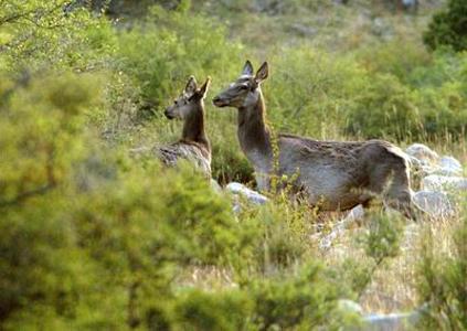 阿旗自然保护区3000只野生马鹿自由奔跑